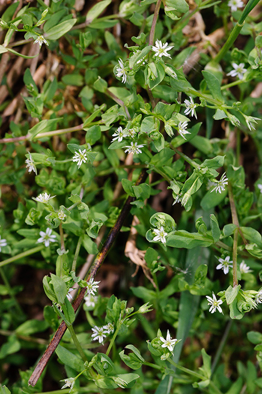 Stellaria_alsine_LP0399_25_Thundry