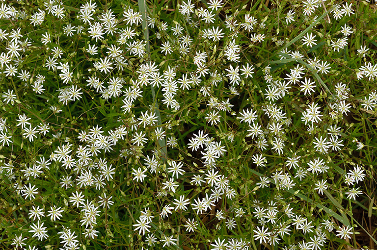 Stellaria_graminea_LP0679_06_Nutfield