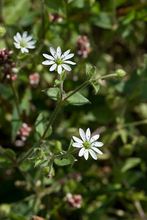 Stellaria_aquatica_LP0079_10_Thundry