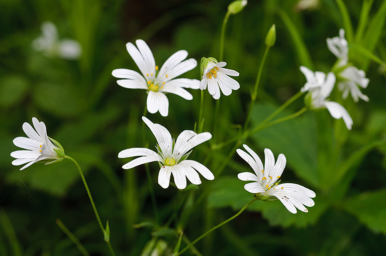 Stellaria_holostea_LP0621_23_Frylands_Wood