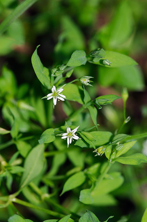 Stellaria_alsine_LP0318_63_Albury_Downs