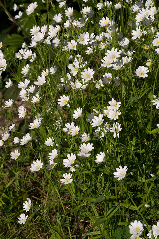 Stellaria_holostea_LP0112_67_Burgh_Heath