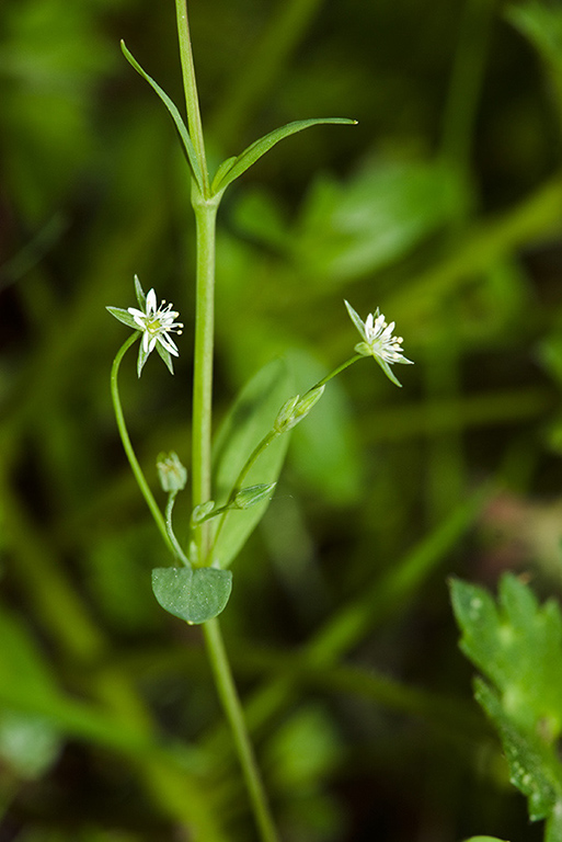 Stellaria_alsine_LP0208_22_Titsey_Wood