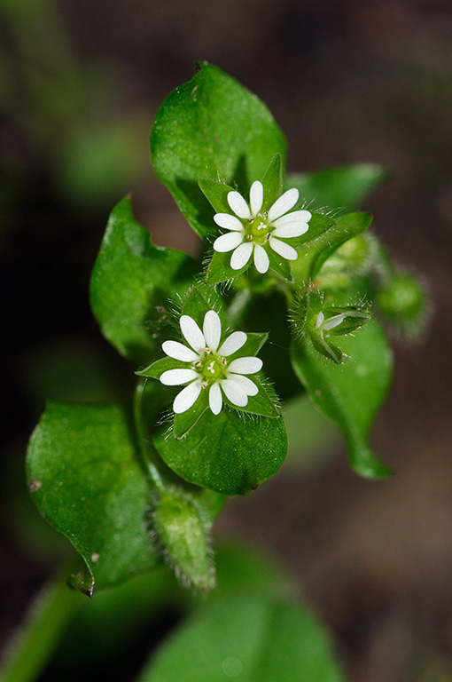 Stellaria_media_LP0359_34_Esher_Common