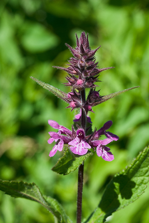 Stachys_palustris_LP0057_07_Pegwell_Bay