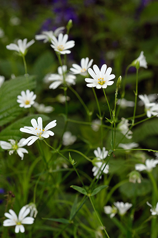 Stellaria_holostea_LP0621_22_Frylands_Wood