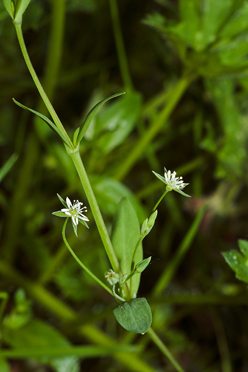 Stellaria_alsine_LP0208_15_Titsey_Wood