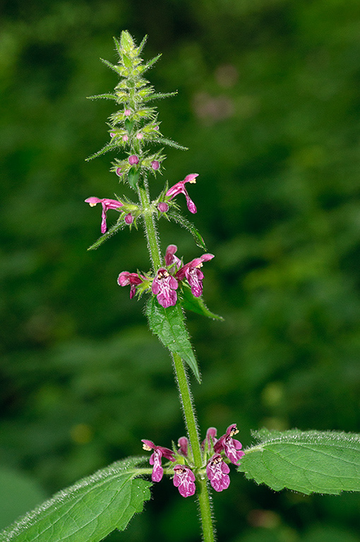 Stachys_sylvatica_LP0624_03_Frylands_Wood