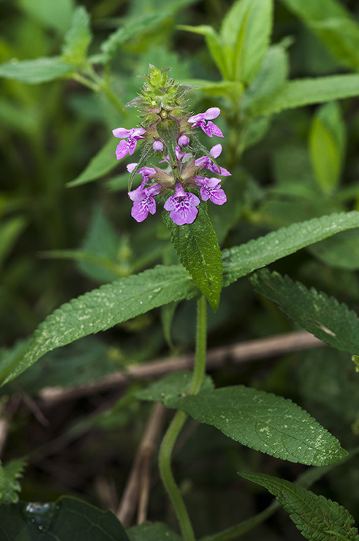 Stachys_palustris_LP0544_37_Wandle