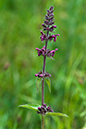 Stachys_sylvatica_LP0137_08_Riddlesdown