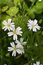 Stellaria_holostea_LP0036_07_Harewoods