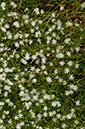 Stellaria_graminea_LP0679_04_Nutfield