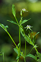 Stellaria_alsine_LP0680_24_Farley_Heath