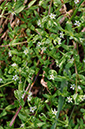 Stellaria_alsine_LP0399_25_Thundry