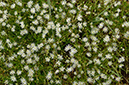 Stellaria_graminea_LP0679_06_Nutfield