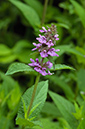 Stachys_palustris_LP0377_42_Hampton_Court