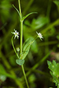 Stellaria_alsine_LP0208_22_Titsey_Wood