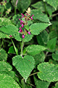 Stachys_sylvatica_LP0414_36_Crystal_Palace