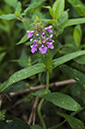 Stachys_palustris_LP0544_37_Wandle