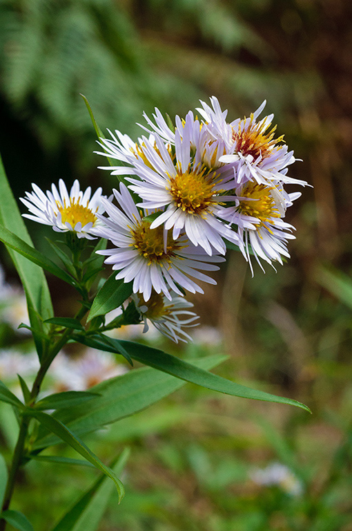 Symphyotrichum_xsalignum_LP0652_22_Riddlesdown