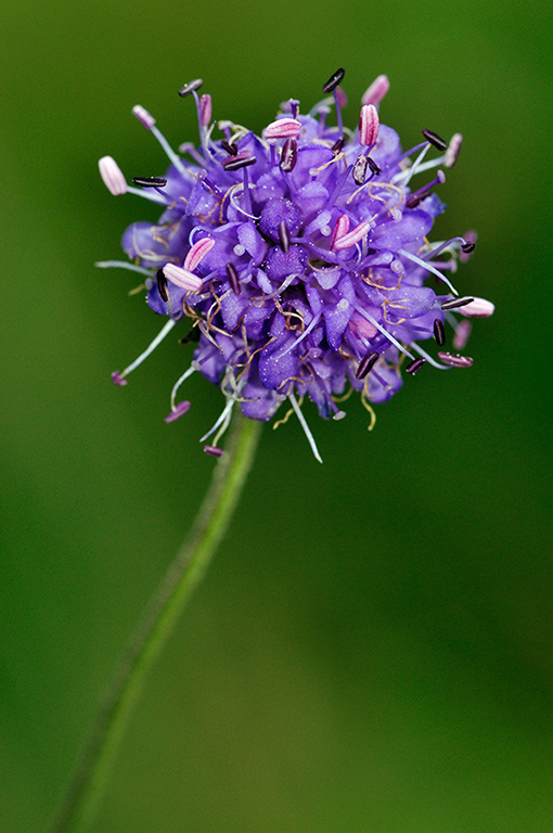 Succisa pratensis_LP0258_52_Dockenfield