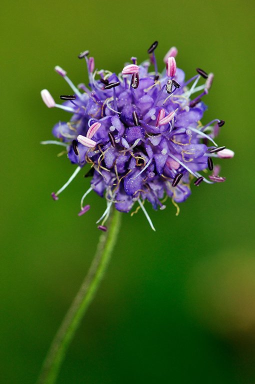 Succisa_pratensis_LP0258_53_Dockenfield