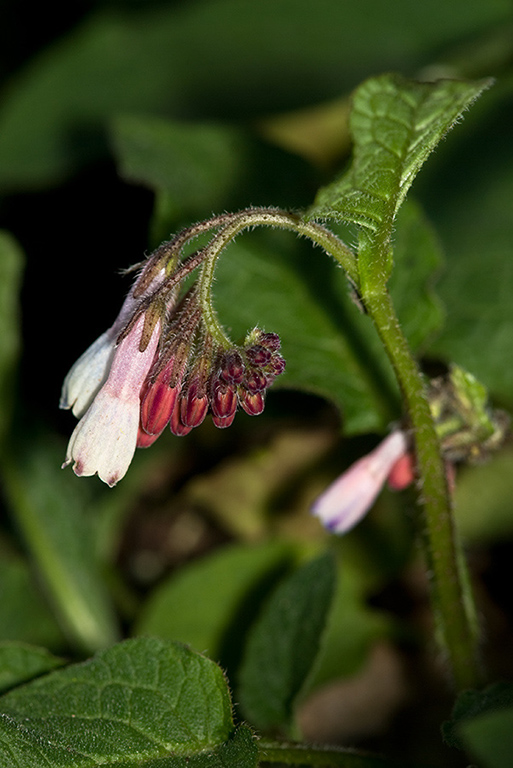 Symphytum_grandiflorum_LP0197_06_Staffhurst_Wood