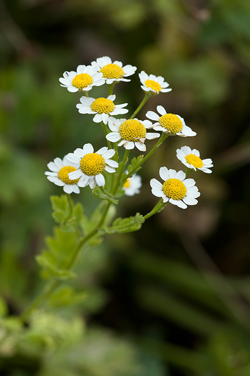 Tanacetum_parthenium_LP0217_17_Backside_Common