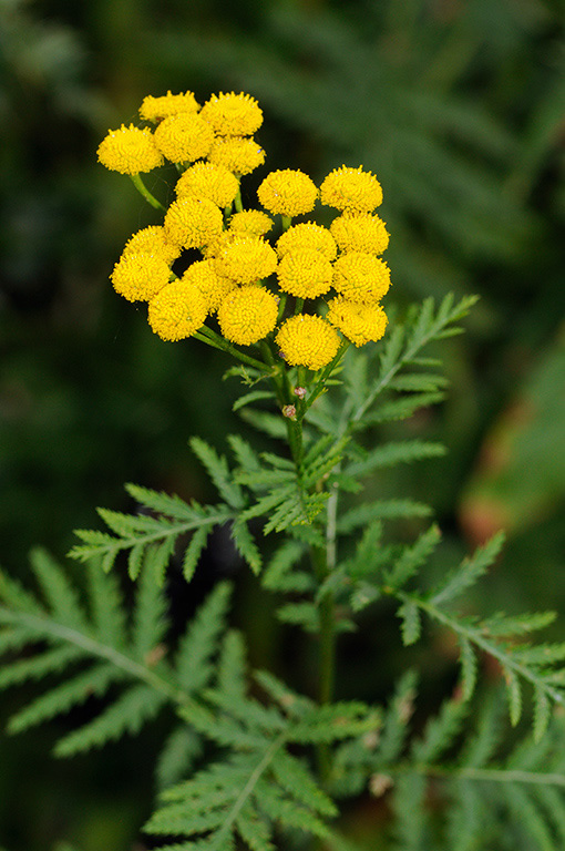 Tanacetum_vulgare_LP0326_124_Hampton_Court