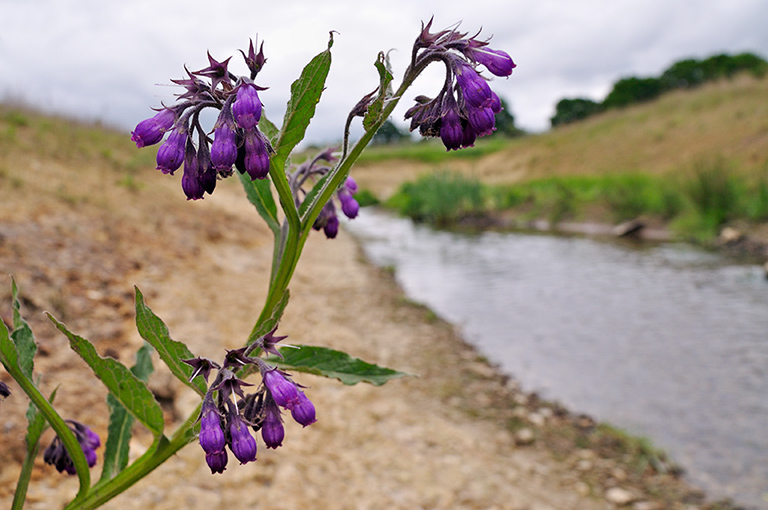 Symphytum_x_uplandicum_LP0402_25_Gatwick