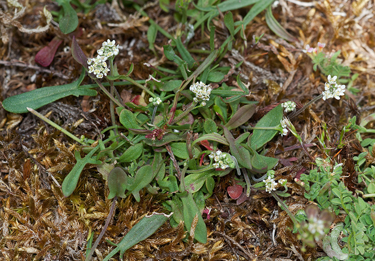 Teesdalia_nudicaulis_LP0531_25_Frensham