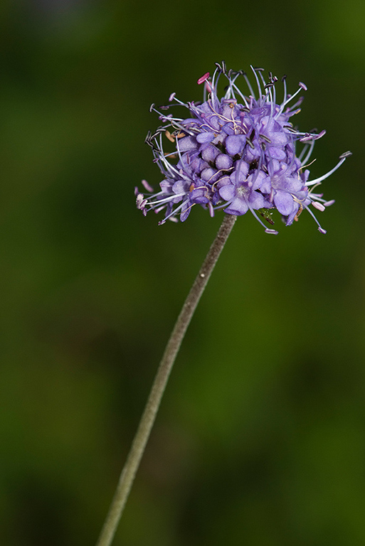 Succisa_pratensis_LP0184_41_Shalford