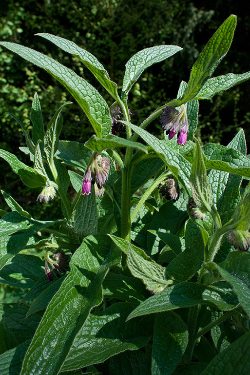 Symphytum_x_uplandicum_LP0119_27_Box_Hill