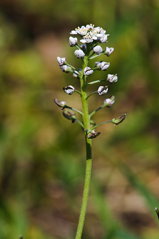 Teesdalia_nudicaulis_LP0122_08_Thursley