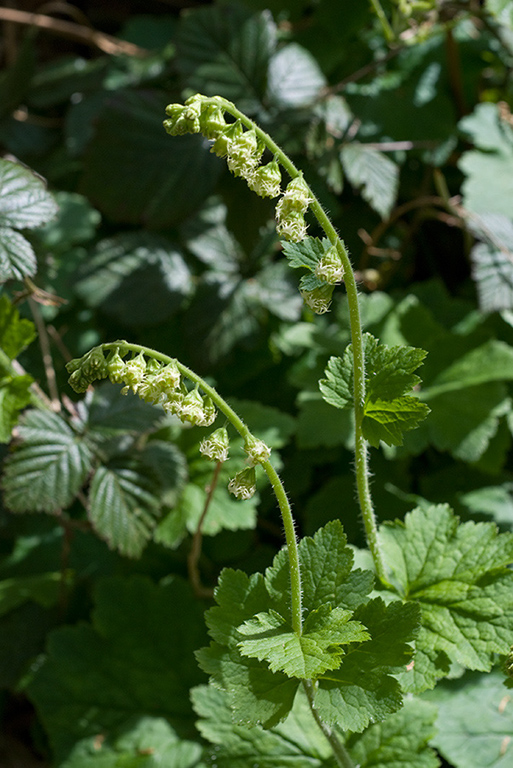 Tellima_grandiflora_LP0121_05_Reigate_Heath