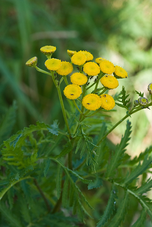 Tanacetum_vulgare_LP0029_20_Send