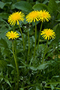 Taraxacum_officinale_LP0199_05_South_Croydon