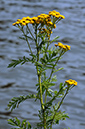 Tanacetum_vulgare_LP0324_36_Hampton_Court