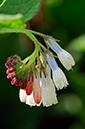 Symphytum_Hidcote_Blue_LP0439_35_Staffhurst