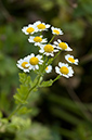 Tanacetum_parthenium_LP0217_17_Backside_Common