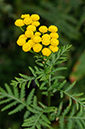 Tanacetum_vulgare_LP0326_124_Hampton_Court