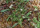 Teesdalia_nudicaulis_LP0531_25_Frensham