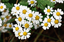 Tanacetum_parthenium_LP0377_88_Hampton_Court