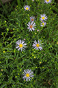 Symphyotrichum_novae-angliae_LP0382_14_Ham_Common