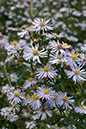 Symphyotrichum_xsalignum_LP0031_13_Riddlesdown