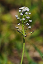 Teesdalia_nudicaulis_LP0122_08_Thursley