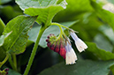 Symphytum_Hidcote_Blue_LP0510_07_Staffhurst_Wood