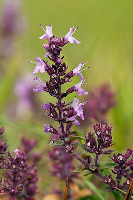 Thymus_LP0592_13_Box_Hill