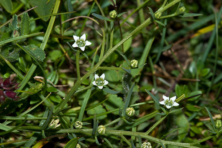 Thesium_humifusum_LP0160_41_Walton_Downs