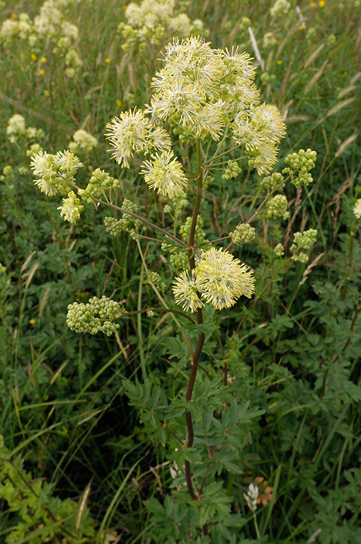 Thalictrum_flavum_LP0370_34_Chertsey_Meads